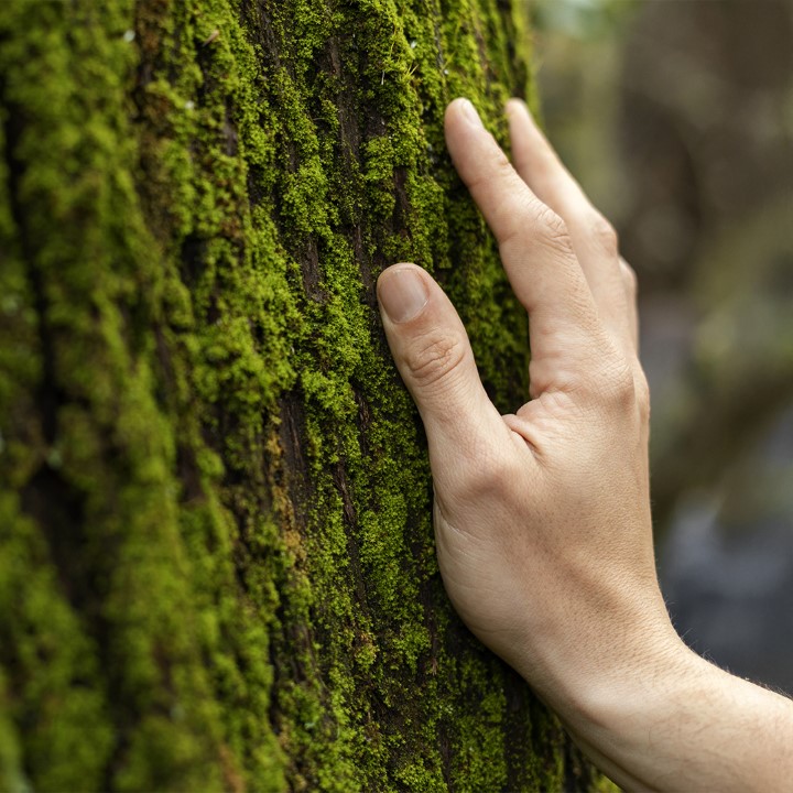 Día de los bosques